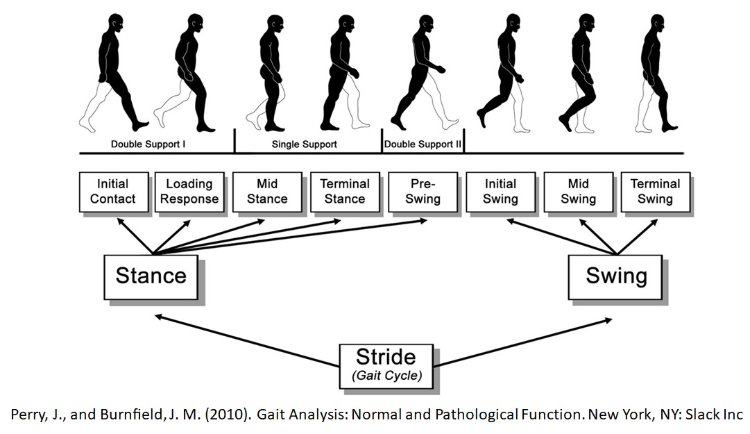 hypothesis gait analysis